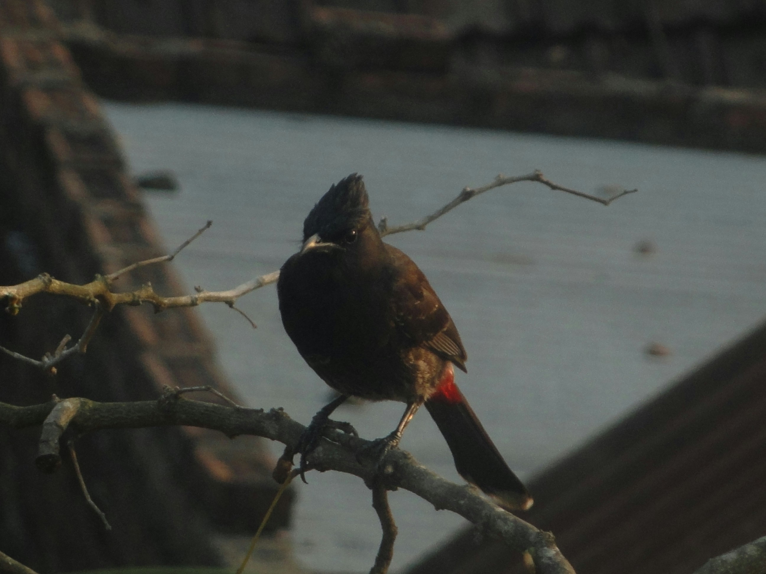 a bird sitting on a tree branch next to a body of water