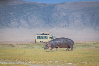 A large hippopotamus walks across a grassy plain with a safari vehicle in the background. The scenery features open grasslands with a distant view of rugged hills under a clear blue sky.