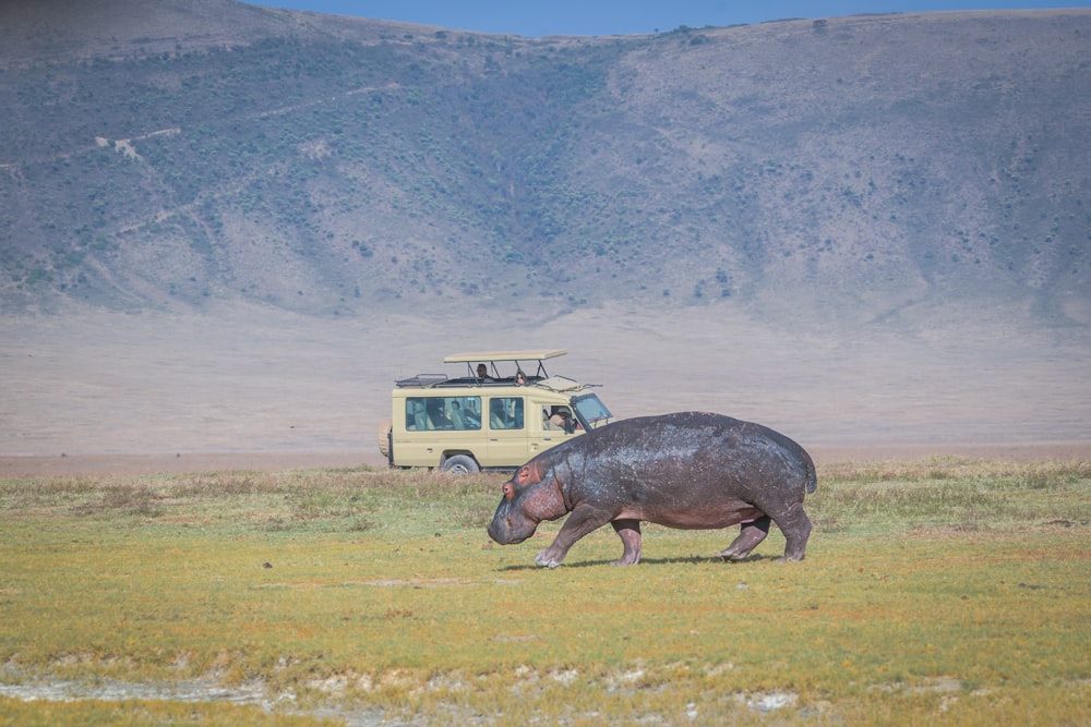 a hippo walking across a grass covered field