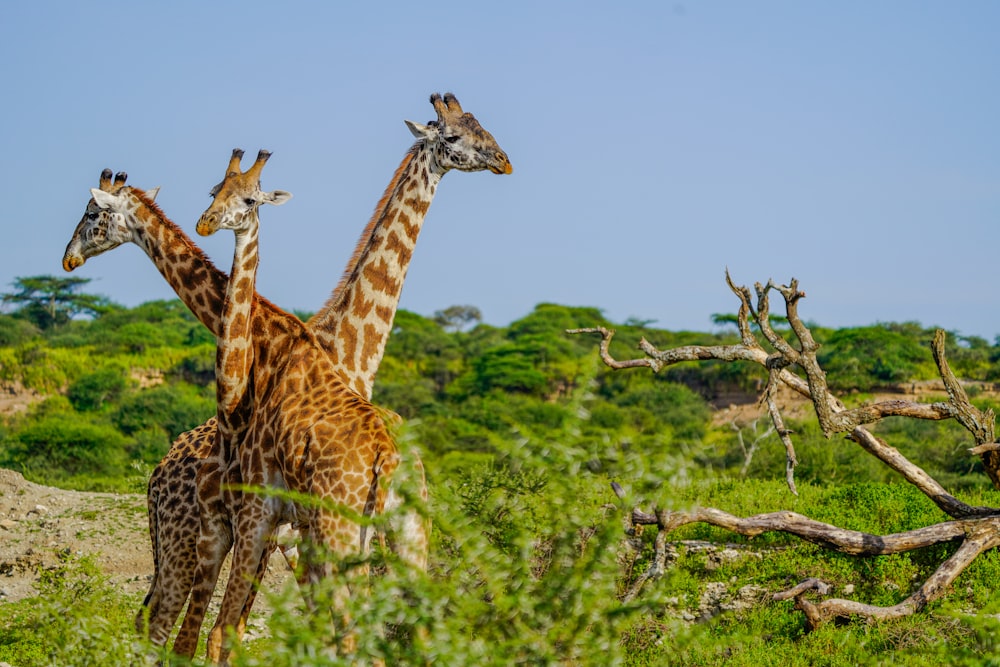 a group of giraffe standing next to each other on a lush green field