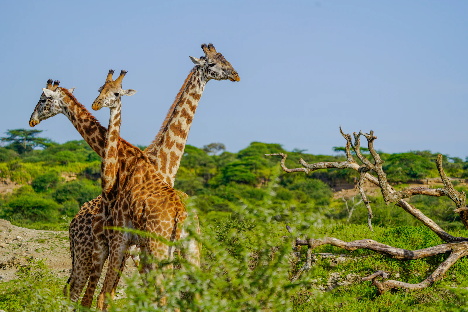 Lewa Wildlife Conservancy safari landscape
