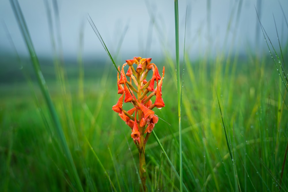a single orange flower in a grassy field