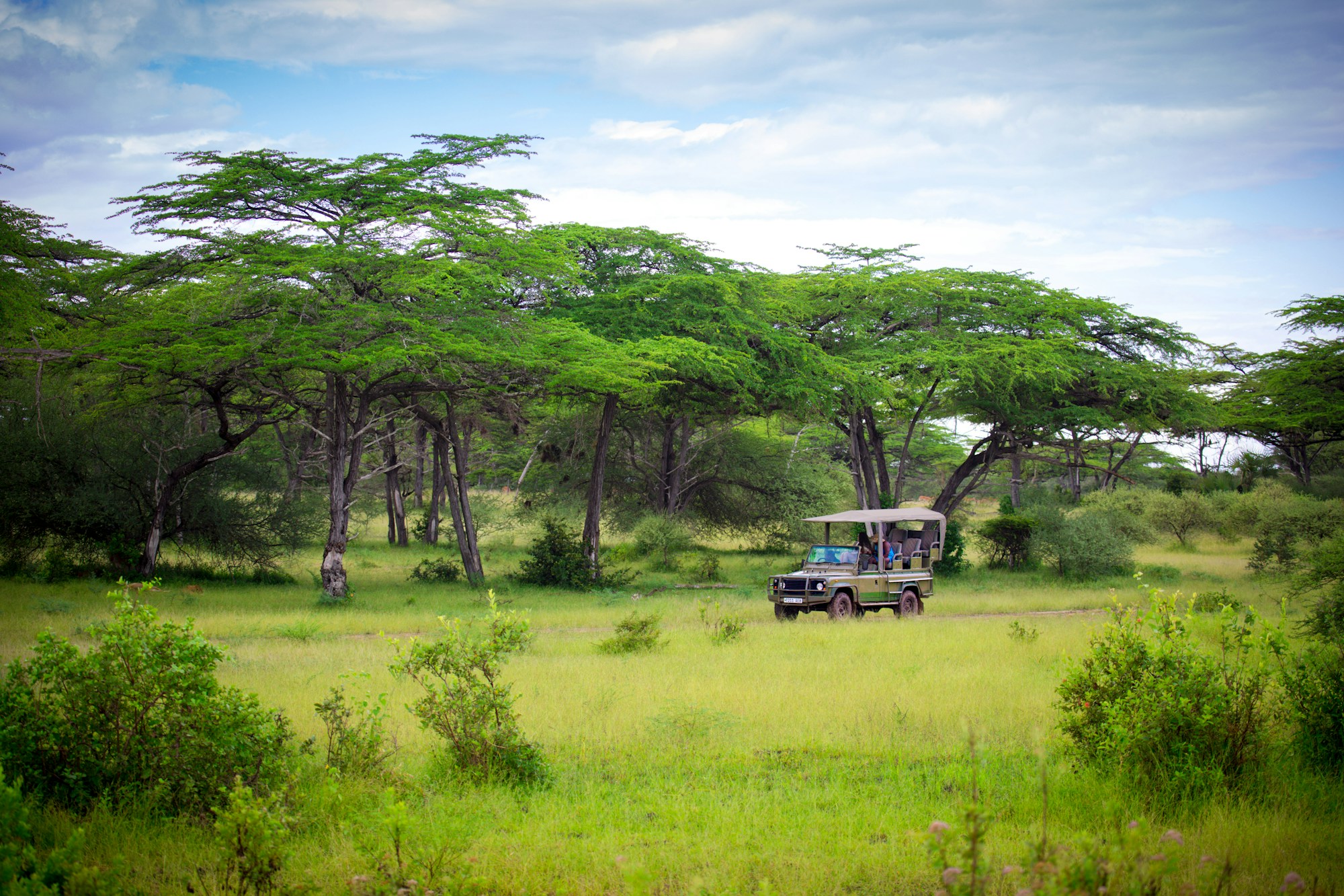 Open-sided safari vehicle on a game drive through green grassland and acacia woodland