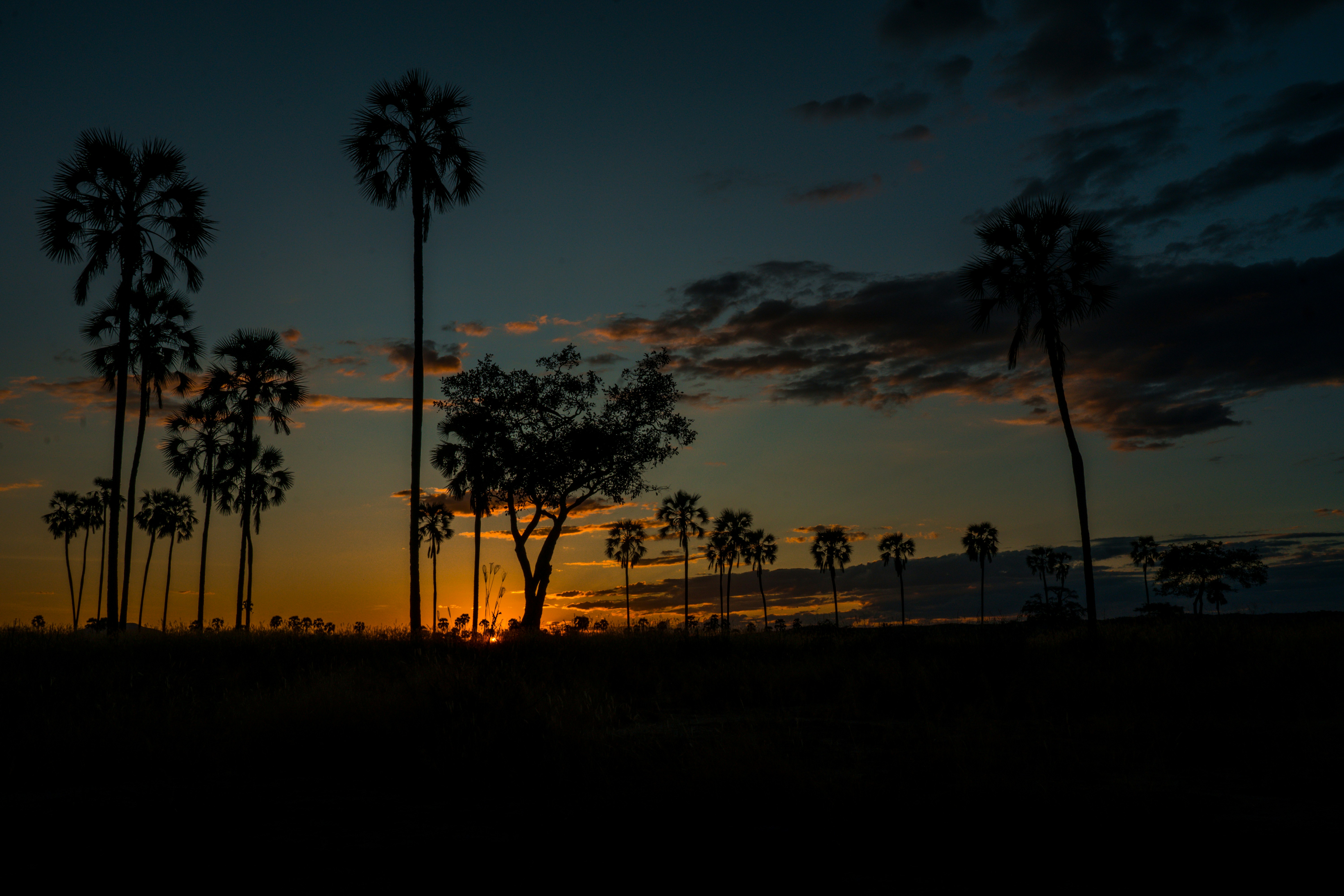 a sunset with palm trees in the foreground