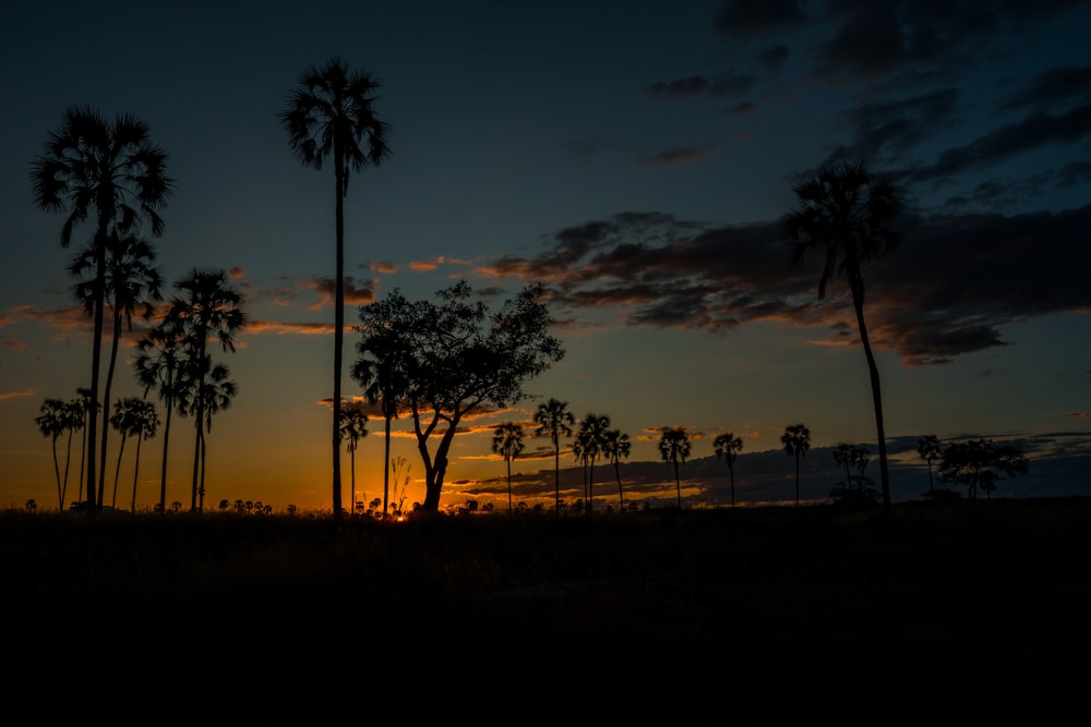 a sunset with palm trees in the foreground