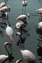 a flock of flamingos standing in a body of water