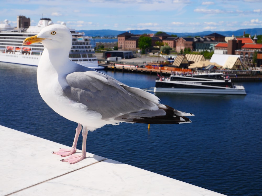 a seagull is standing on a ledge near the water