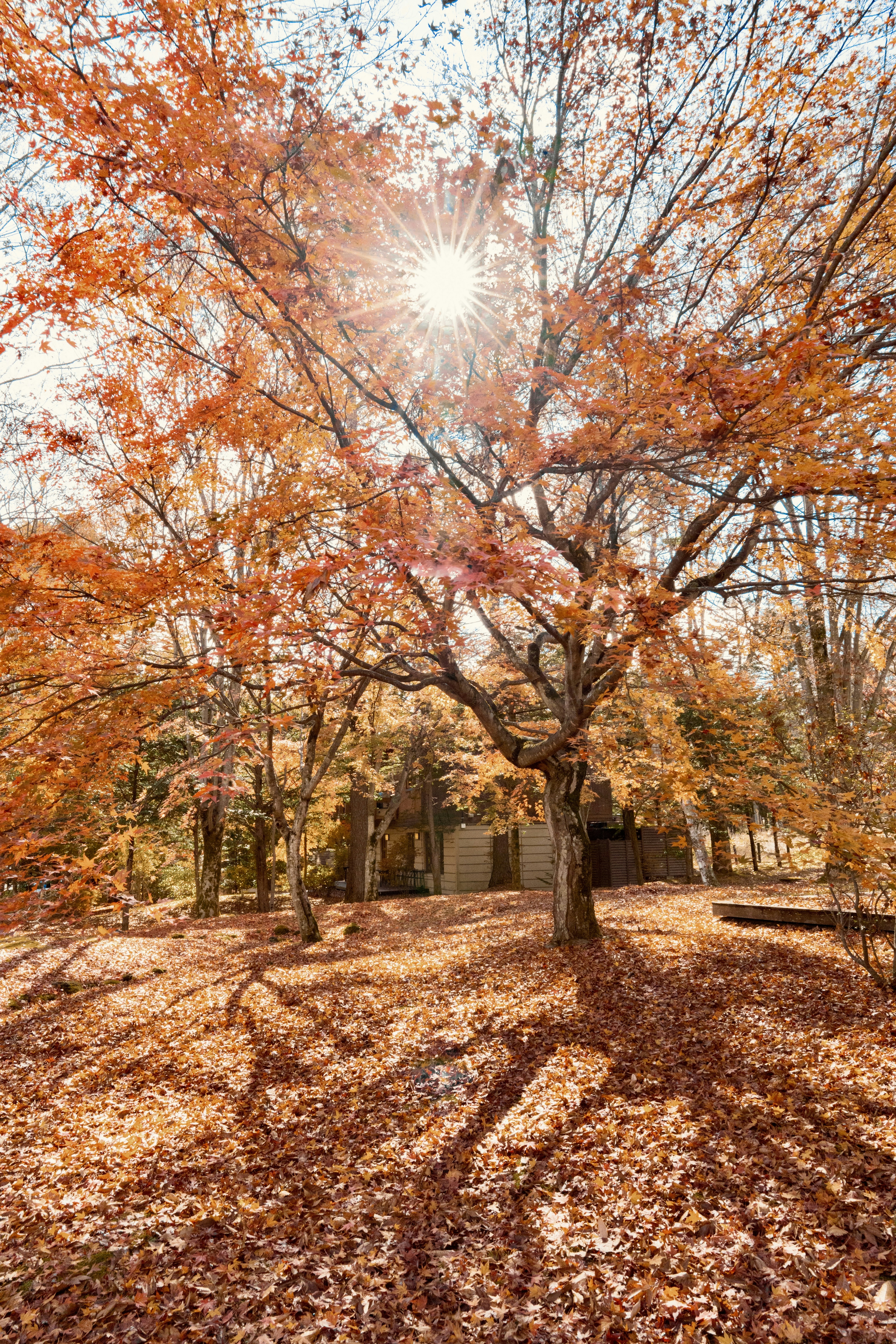 Photo by risascameraroll