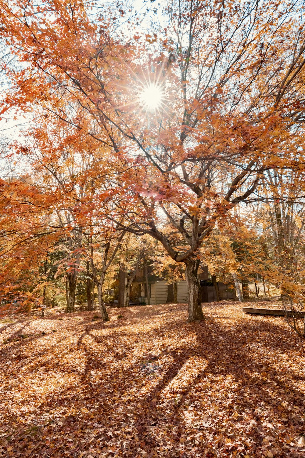 O sol brilha através das folhas de uma árvore