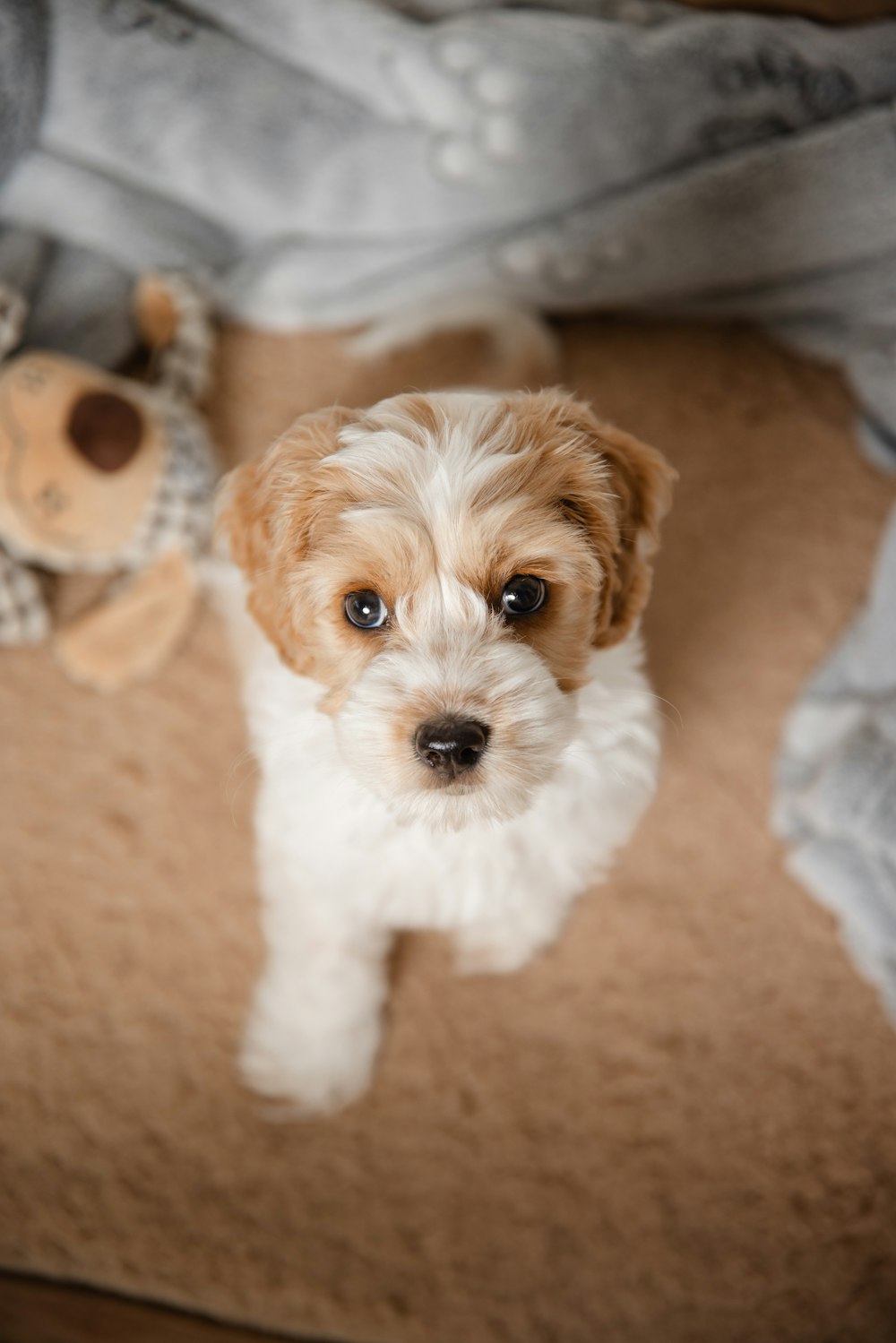 a small brown and white dog sitting on top of a floor