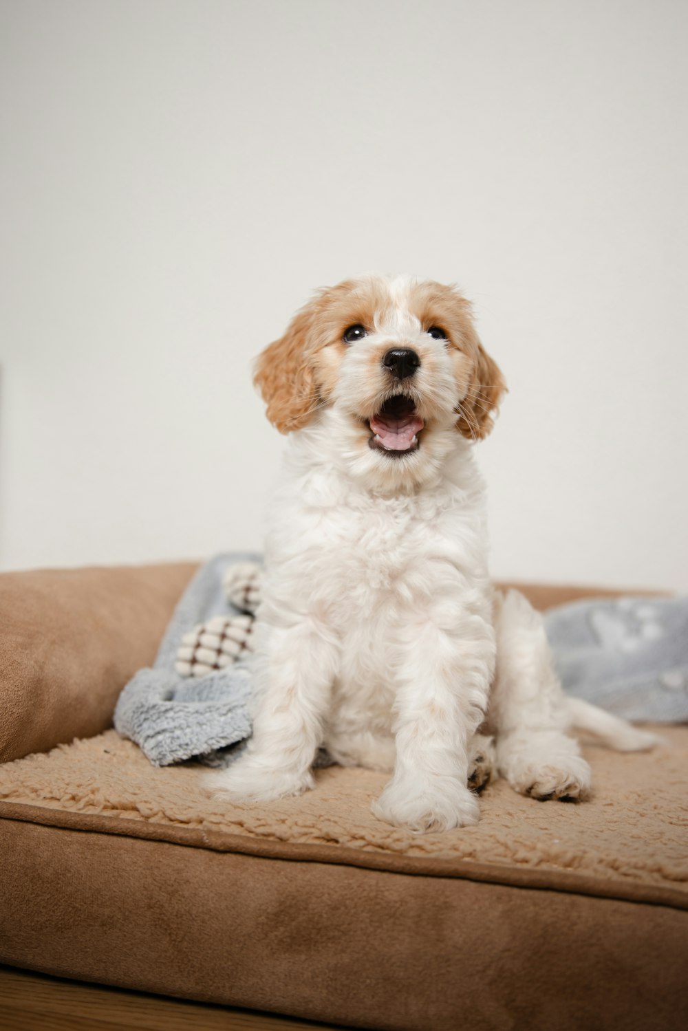 a small white dog sitting on top of a dog bed