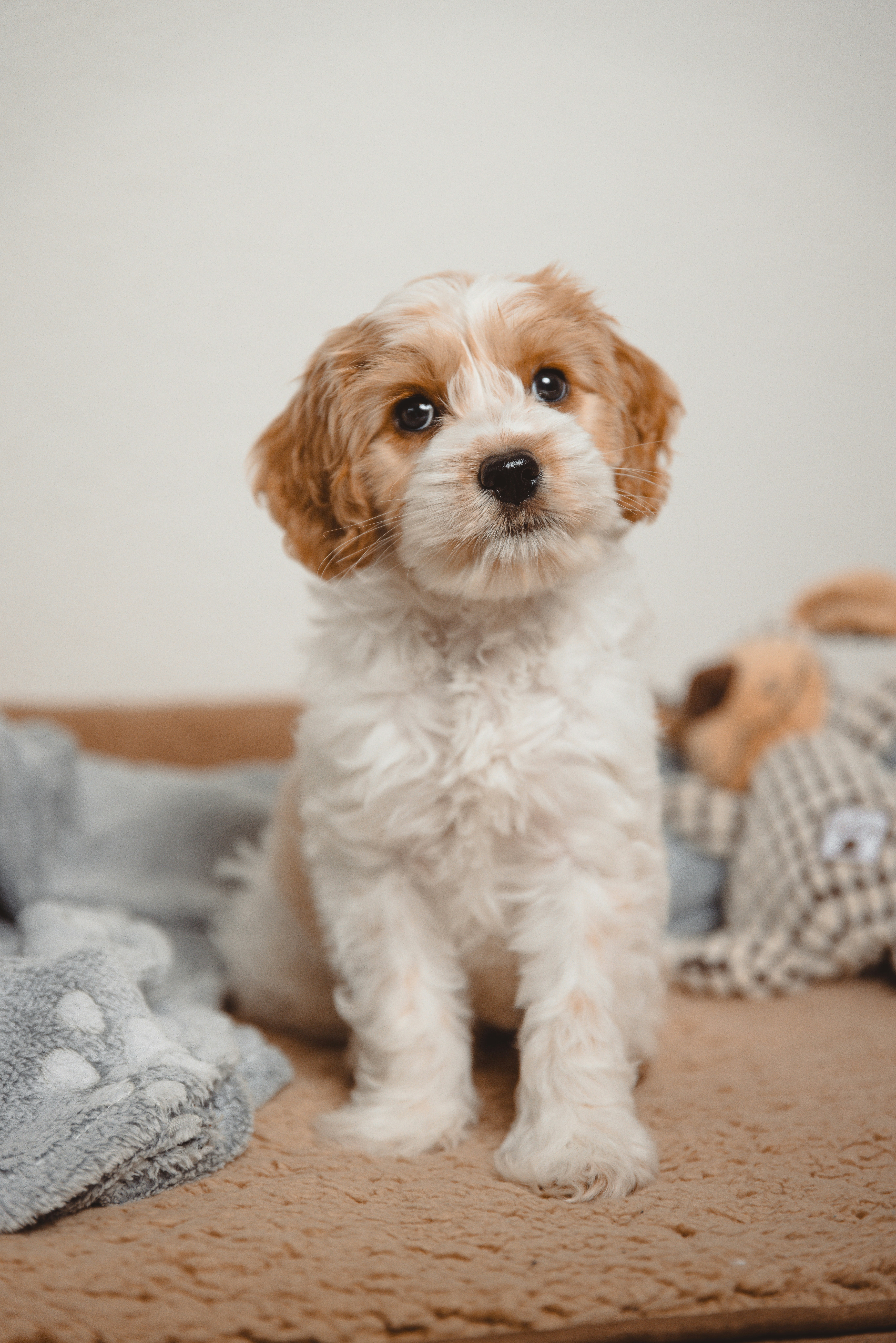 Photo by janoschphotos