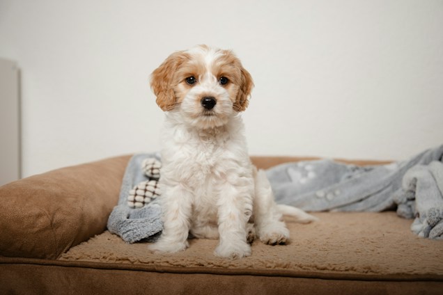 A small, fluffy puppy with white and brown fur sits on a beige dog bed. The background is plain, and the dog bed is covered with a soft, blue blanket.
