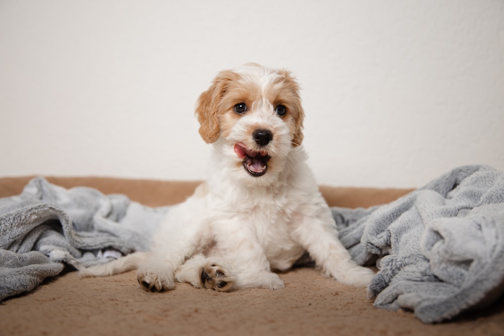 a small white and brown dog laying on top of a bed