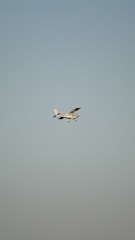 Airplane taking off against a clear blue sky with minimal clouds.