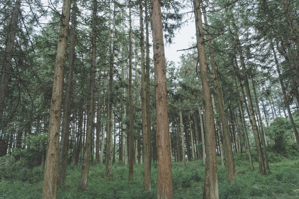 a forest filled with lots of tall trees