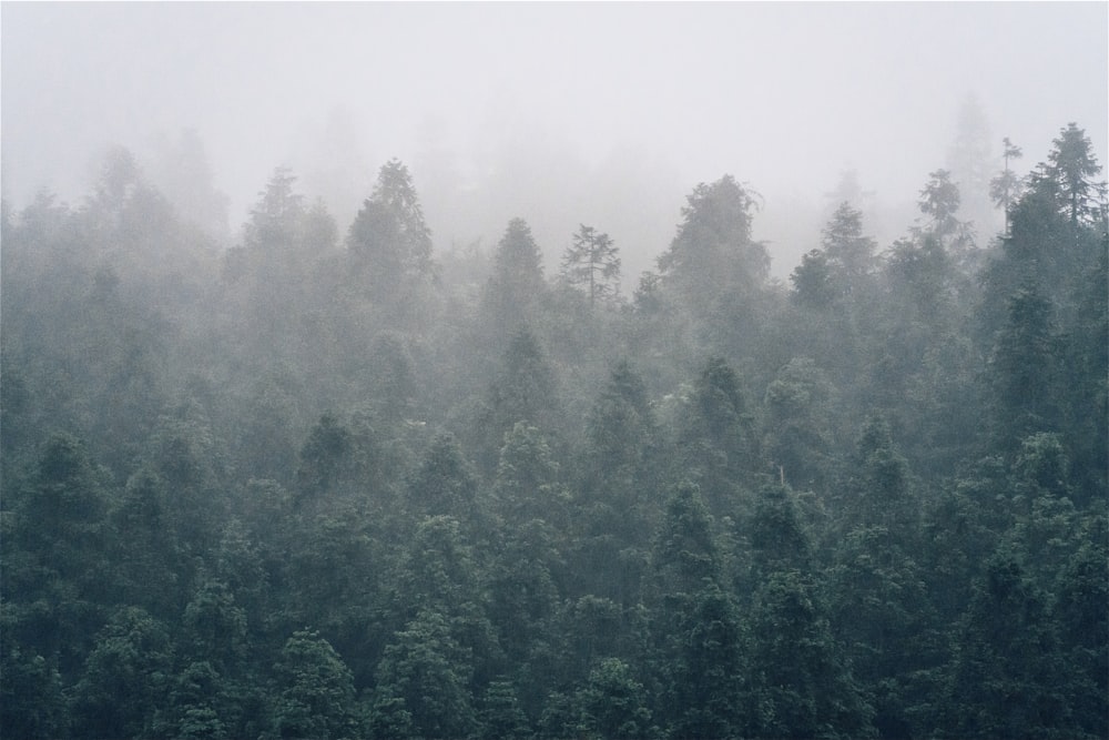 a forest filled with lots of trees covered in fog