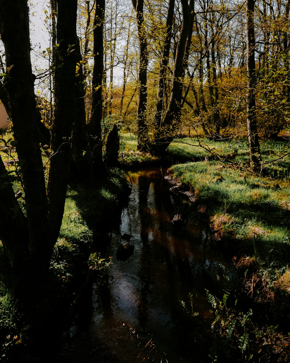 a stream running through a lush green forest