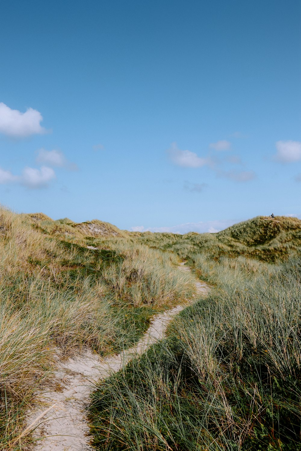 a path through a grassy field with a blue sky in the background