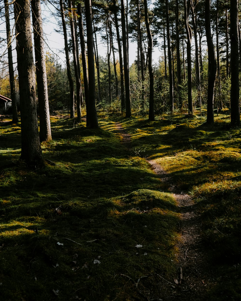 a path in the middle of a forest with lots of trees