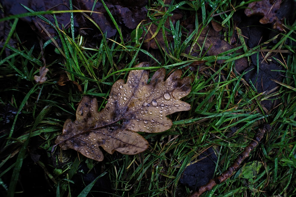 a leaf that is laying in the grass