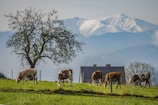 Cows grazing peacefully on a lush green pasture with a large solitary tree nearby. In the background, snow-capped mountains rise majestically under a clear sky. A house with a sloping roof is visible behind the cows, adding to the rural landscape.
