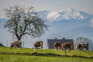 Cows grazing peacefully on a lush green pasture with a large solitary tree nearby. In the background, snow-capped mountains rise majestically under a clear sky. A house with a sloping roof is visible behind the cows, adding to the rural landscape.