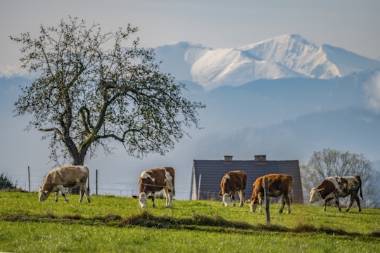 Cows grazing peacefully on a lush green pasture with a large solitary tree nearby. In the background, snow-capped mountains rise majestically under a clear sky. A house with a sloping roof is visible behind the cows, adding to the rural landscape.