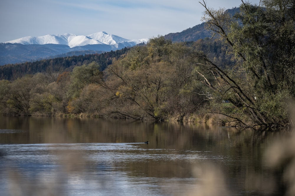 a body of water surrounded by trees and mountains