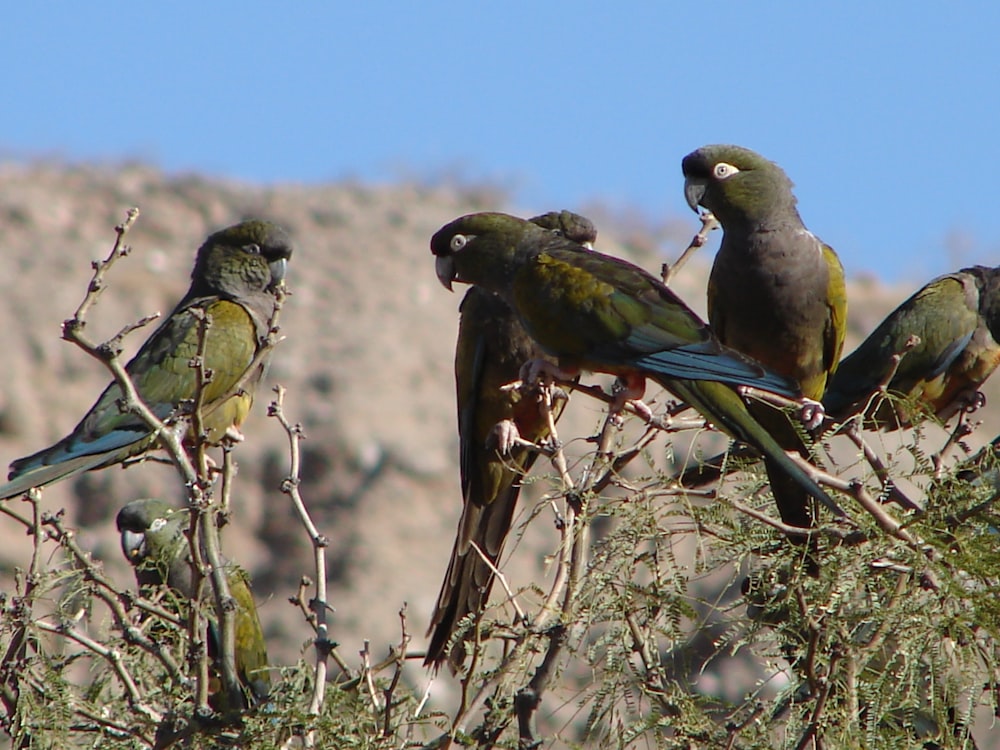 a group of birds sitting on top of a tree