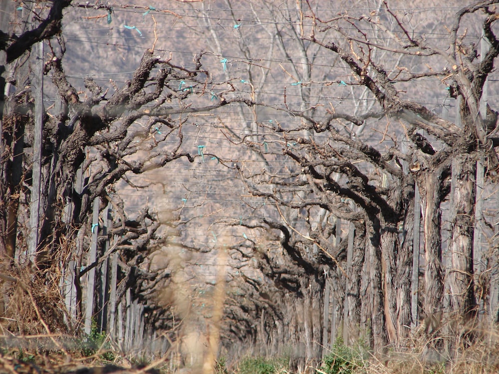 a dirt road lined with trees with no leaves