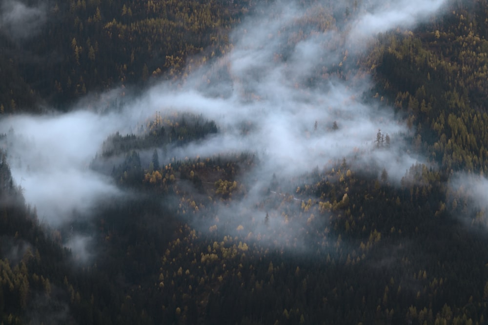 Ein Wald, der mit vielen Bäumen bedeckt ist, die in Nebel gehüllt sind