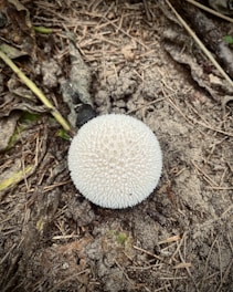 Puff ball fungi