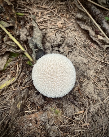 Puff ball fungi