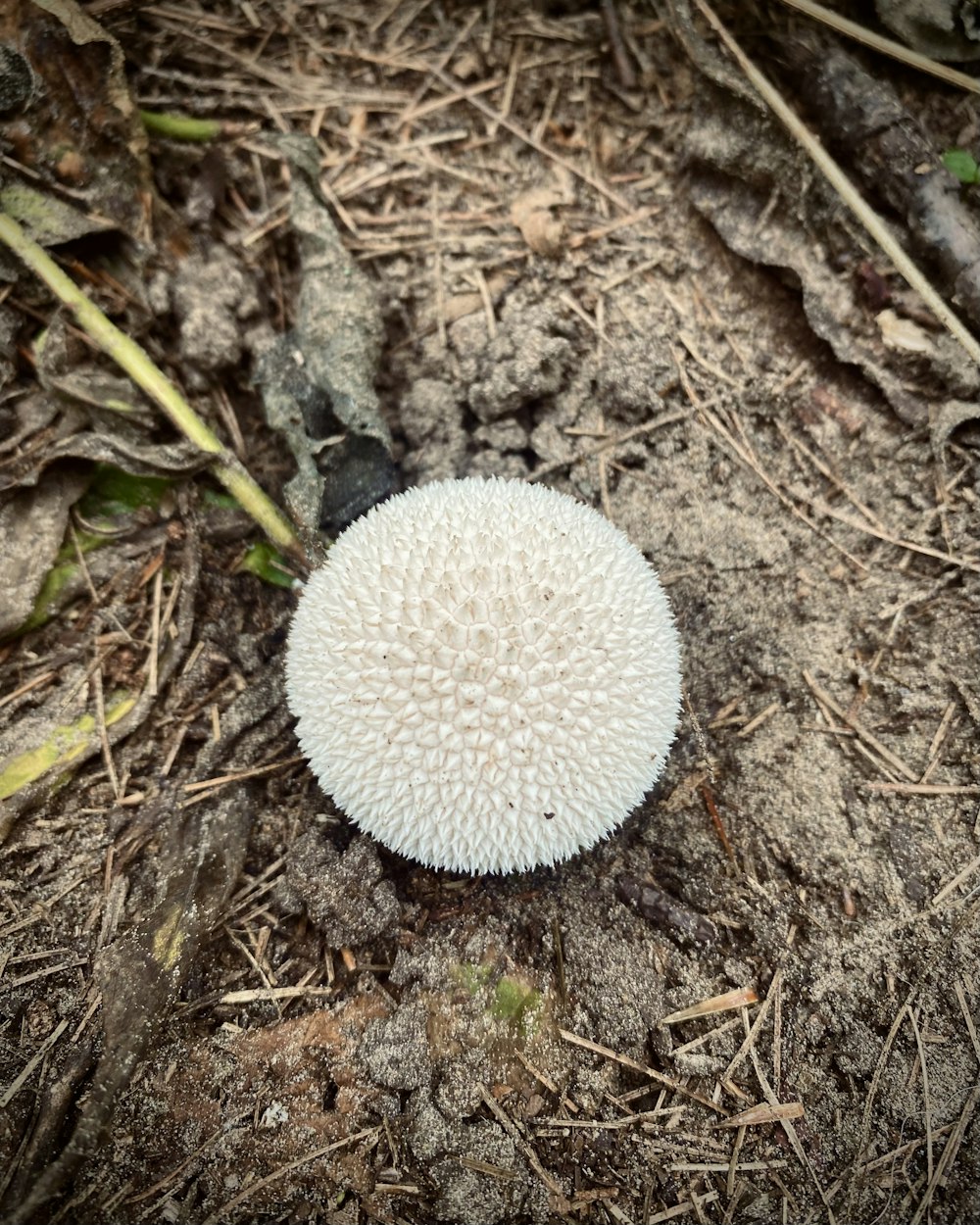 a white mushroom sitting on top of a dirt field