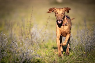 Best Products for Hunting Dog Nutrition & Performance Supplements