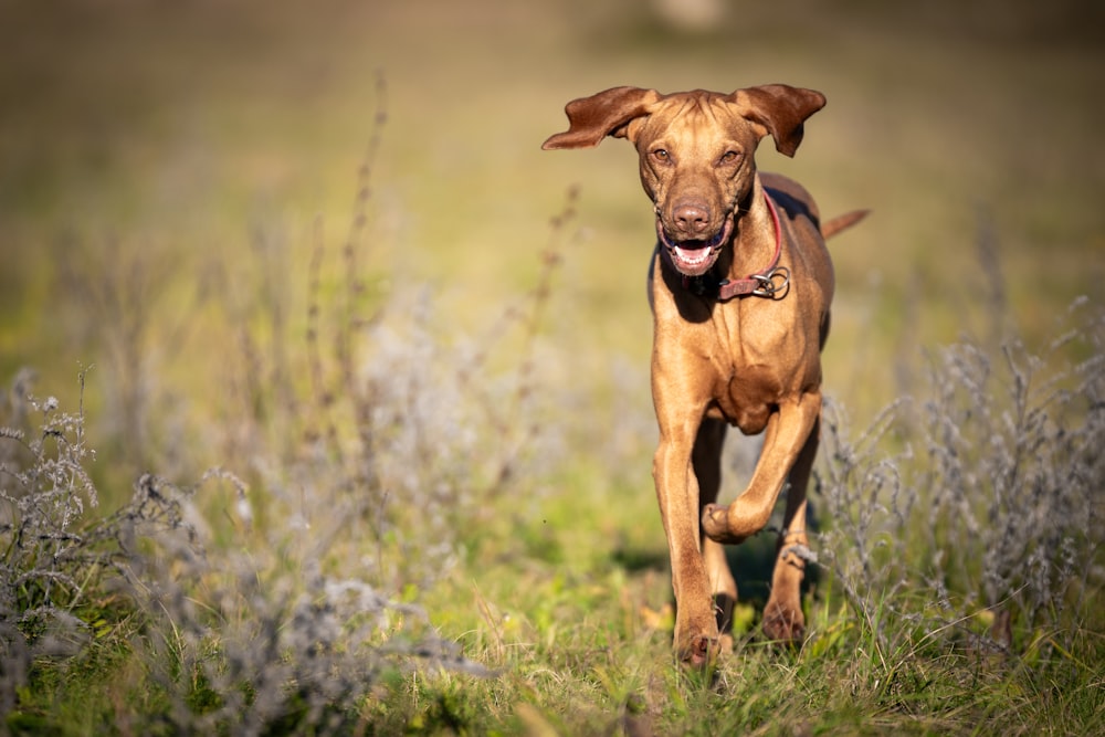 a brown dog running through a grassy field