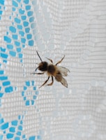 A bee is perched on a white lace curtain, with the bright blue sky visible through the lace. The bee's wings and body contrast against the delicate fabric pattern.