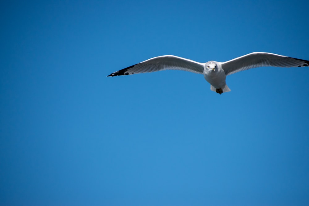 eine Möwe, die in einem klaren blauen Himmel fliegt