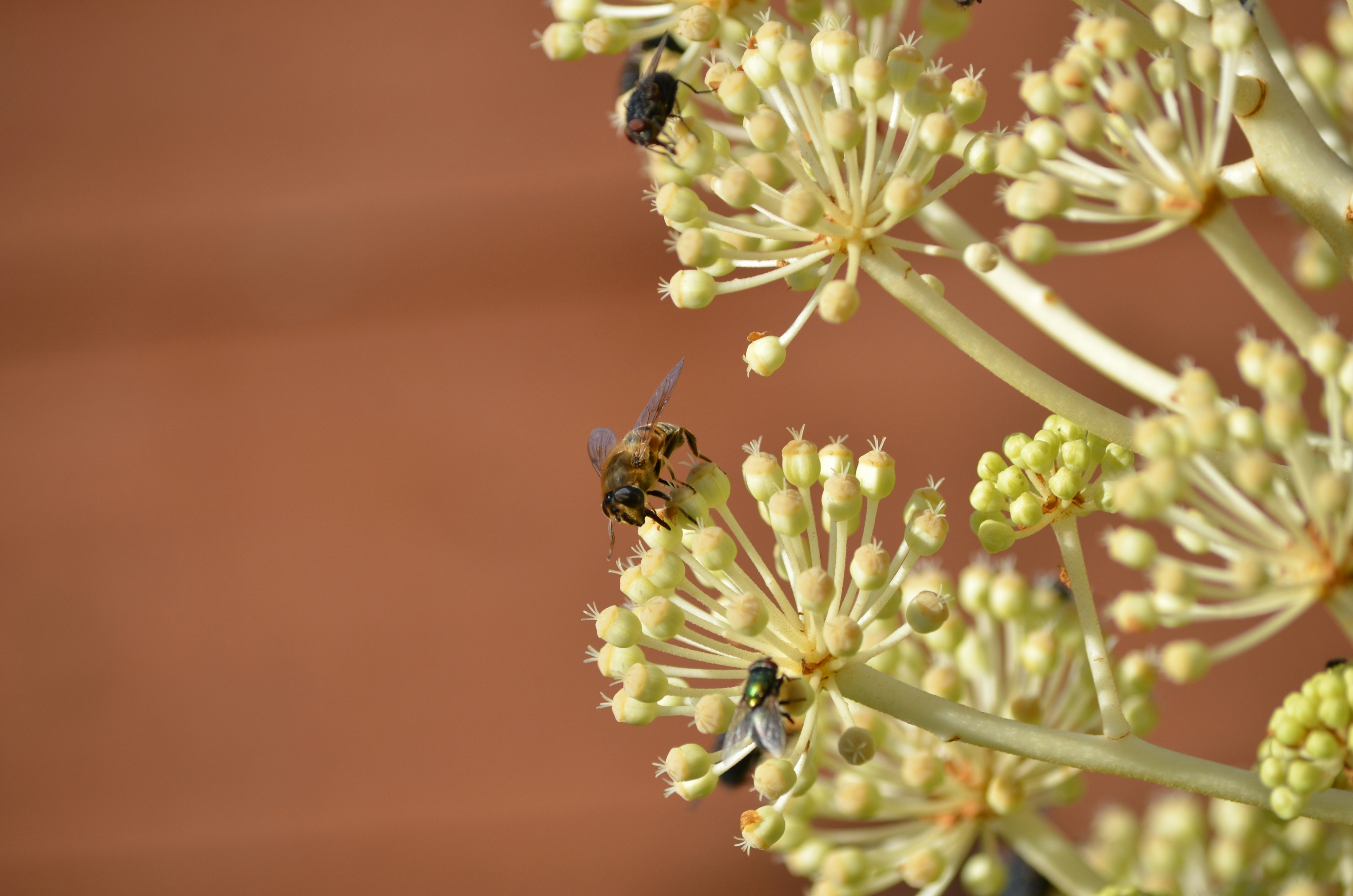 a group of bees sitting on top of a flower
