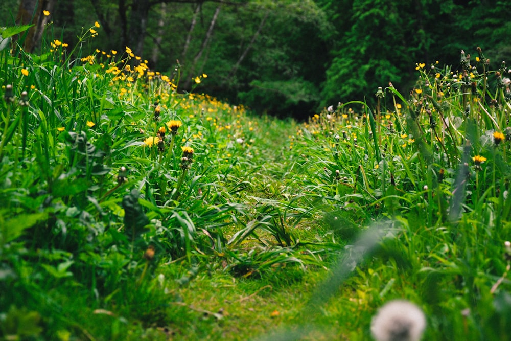 a field with lots of green grass and yellow flowers