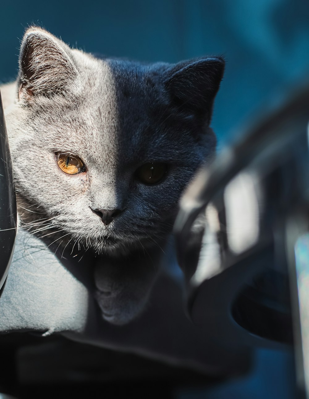 a gray cat sitting in the passenger seat of a car