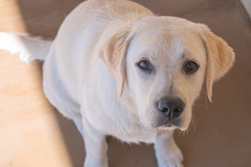 A light-colored Labrador Retriever dog with attentive eyes is looking directly at the camera. The fur appears soft and shiny, with ears drooping slightly to the sides. Shadows create a warm and gentle ambiance on the surface where the dog sits.
