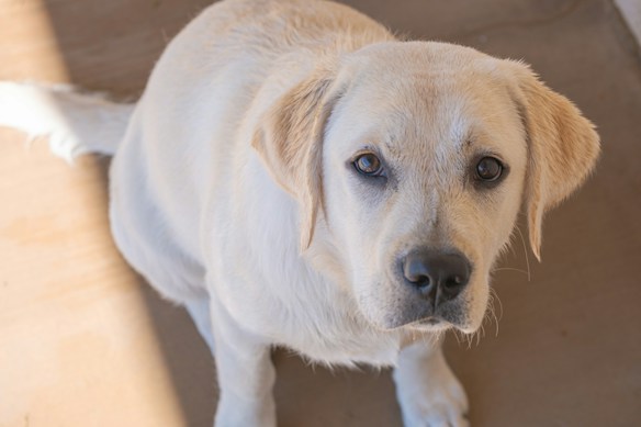A light-colored Labrador Retriever dog with attentive eyes is looking directly at the camera. The fur appears soft and shiny, with ears drooping slightly to the sides. Shadows create a warm and gentle ambiance on the surface where the dog sits.