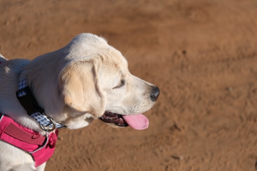A close-up profile of a light-colored dog, possibly a Labrador Retriever, wearing a blue and white checkered collar and a pink harness. The dog is looking to the side with its tongue out, set against a background of brown dirt or sand.