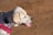 A close-up profile of a light-colored dog, possibly a Labrador Retriever, wearing a blue and white checkered collar and a pink harness. The dog is looking to the side with its tongue out, set against a background of brown dirt or sand.
