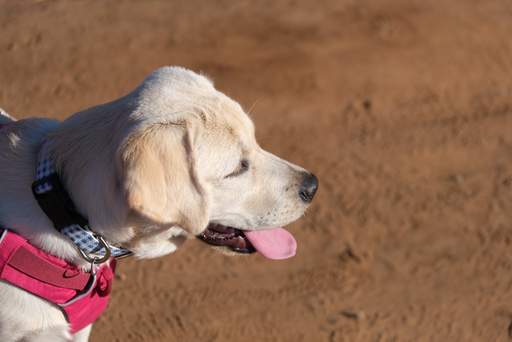 a close up of a dog on a leash