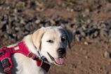 Close-up of a harness on a model dog demonstrating fit and comfort.