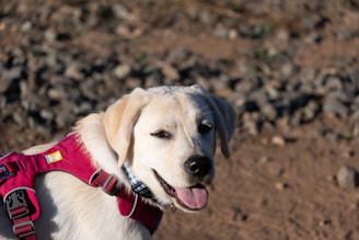 Close-up of a comfortable, breathable pet harness in soft white tones, perfect for daily walks with adult dogs.