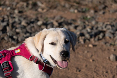 Close-up of a harness on a model dog demonstrating fit and comfort.
